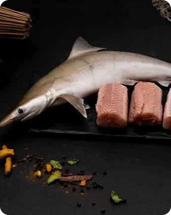 Shark